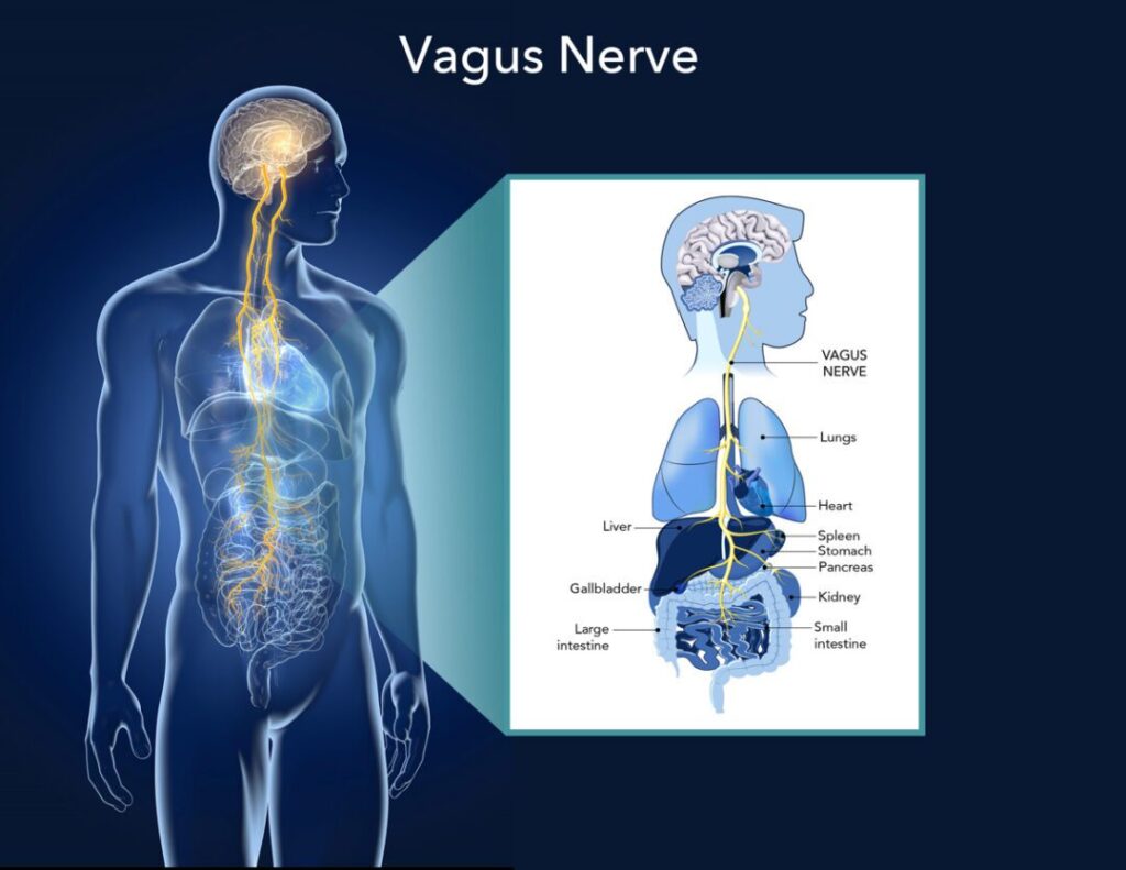 the-significance-of-the-vagus-nerve-kim-prichard-chichester