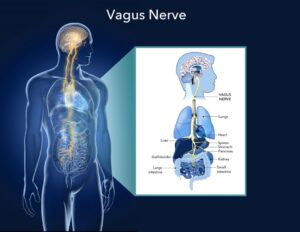 Vagus Nerve