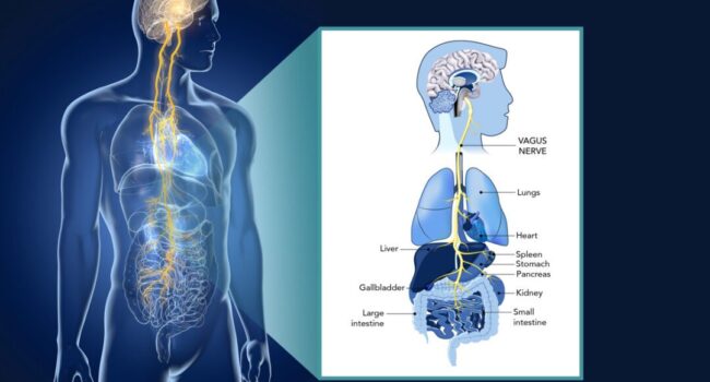 Vagus Nerve